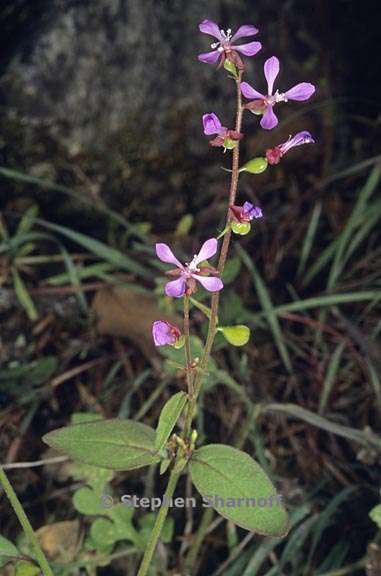 clarkia heterandra 1 graphic